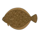 ヒラメ