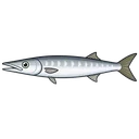 カマス