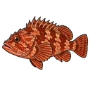 カサゴ