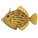 カワハギ