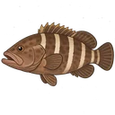 マハタ
