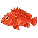 沖カサゴ