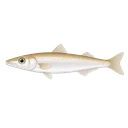 シロギス
