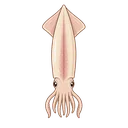 ヤリイカ